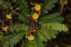 Biophytum sensitivum var. sensitivum